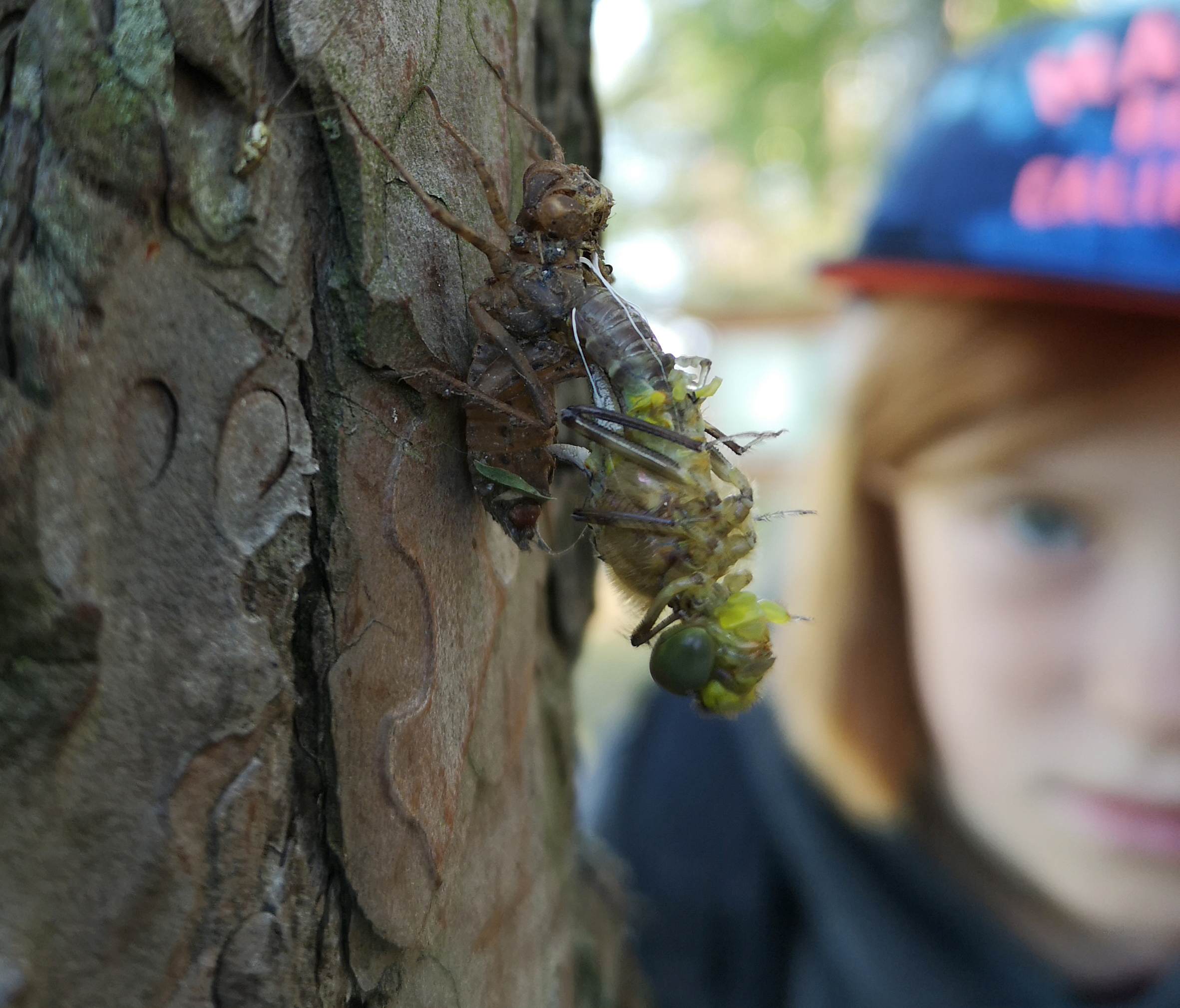 Når himmelen er klasseromstaket