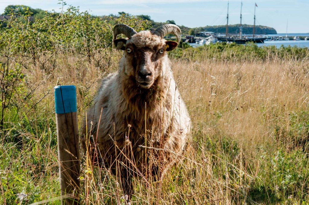 Gammelnorsk-spælsau