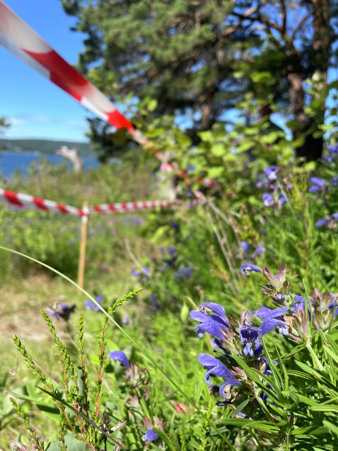 Lågøya: Mye aktivitet og mange besøk - Oslofjordens Friluftsråd