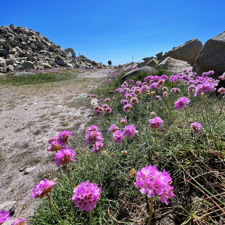 Et bilde av en sti, sett i froskeperspektiv. På den ene siden av stien ligger det steinblokker, på den andre siden av stien er det gress og rosa blomster.