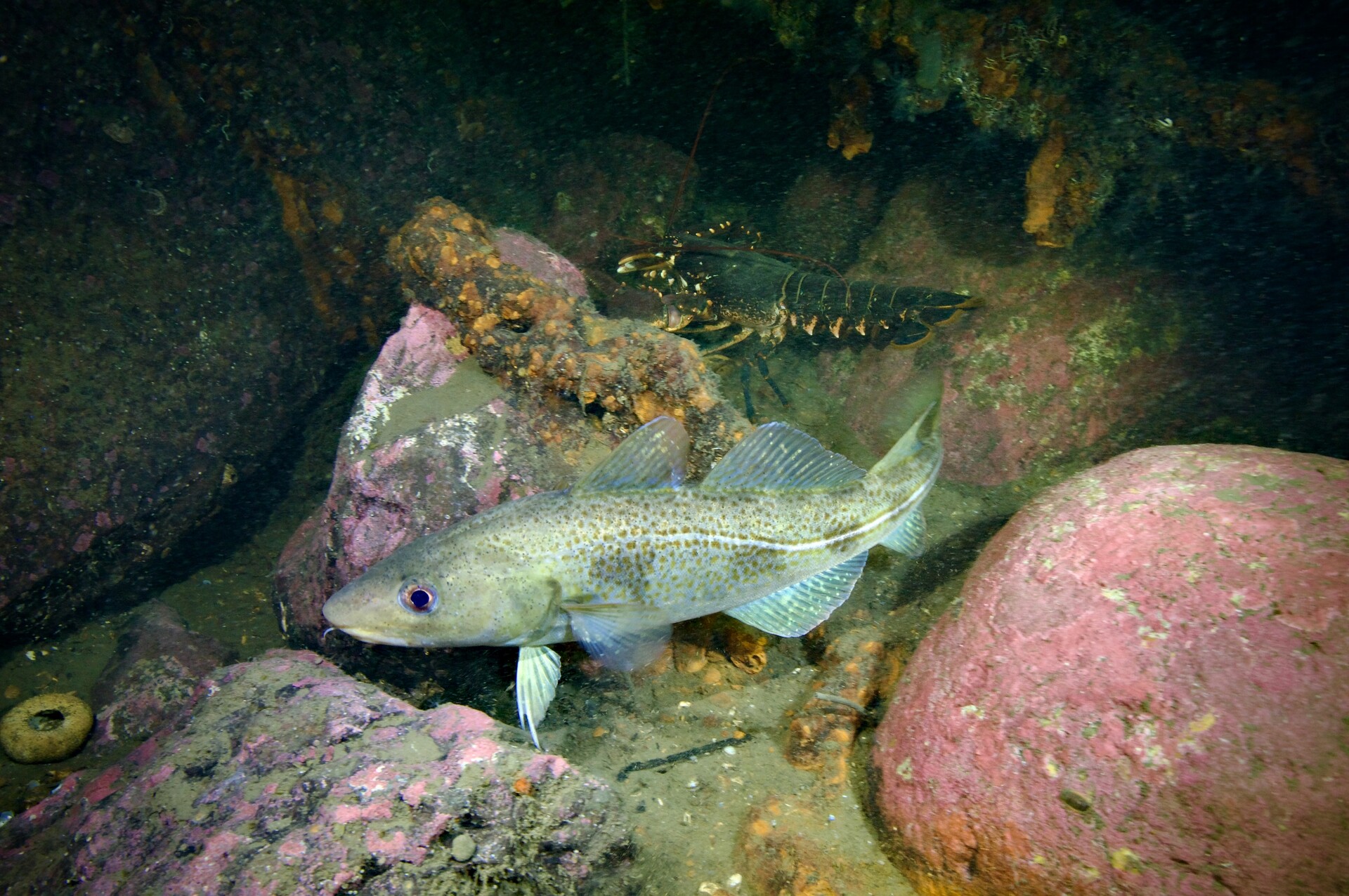 Dette er høringsforslaget til nye fiskeritiltak i Oslofjorden