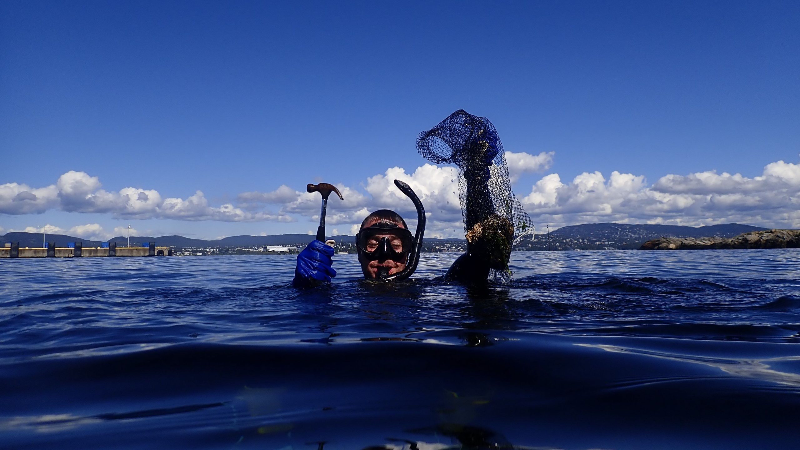 Rydding av stillehavsøsters på Nesoddtangen