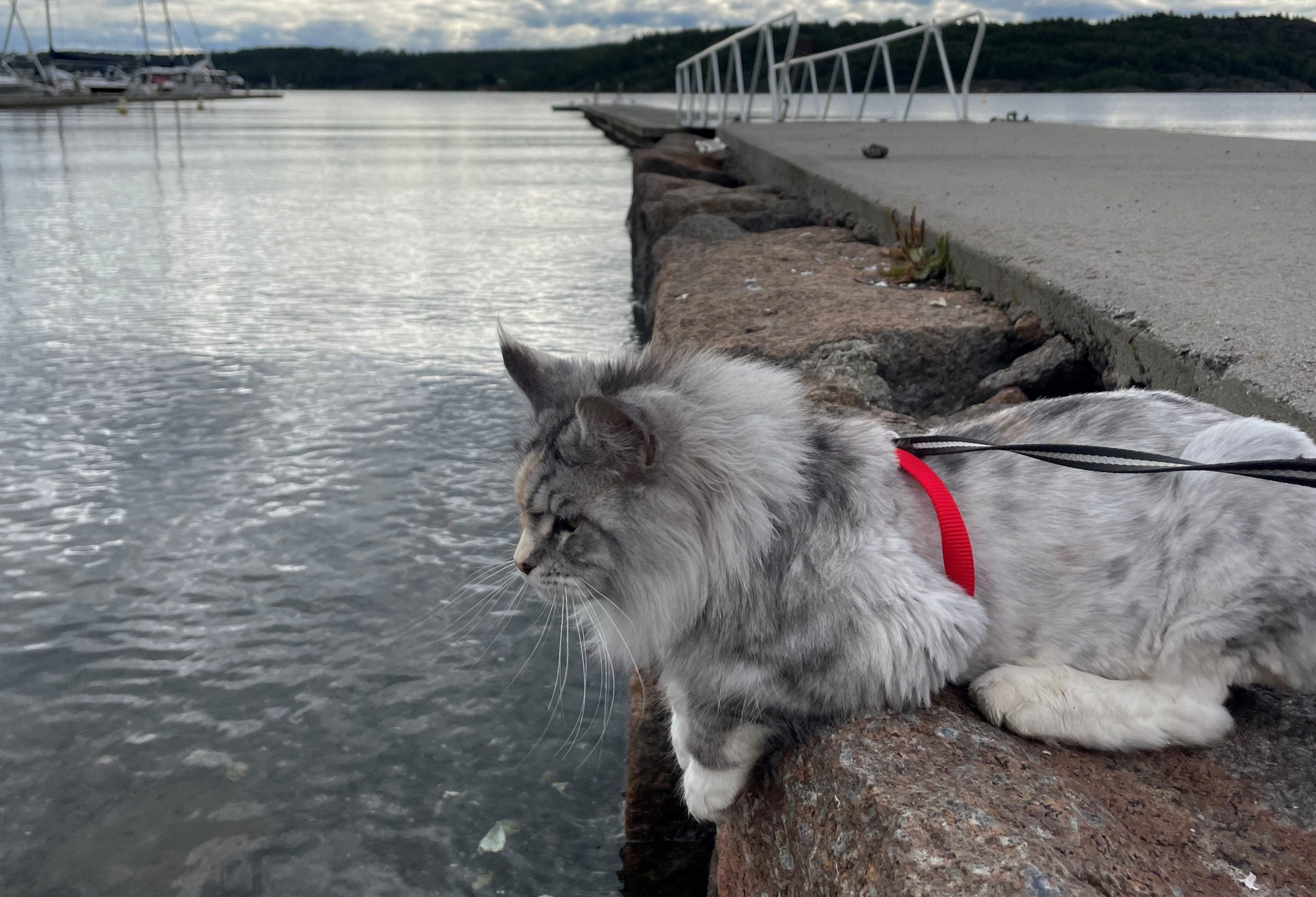 Med kjæledyr på hyttetur