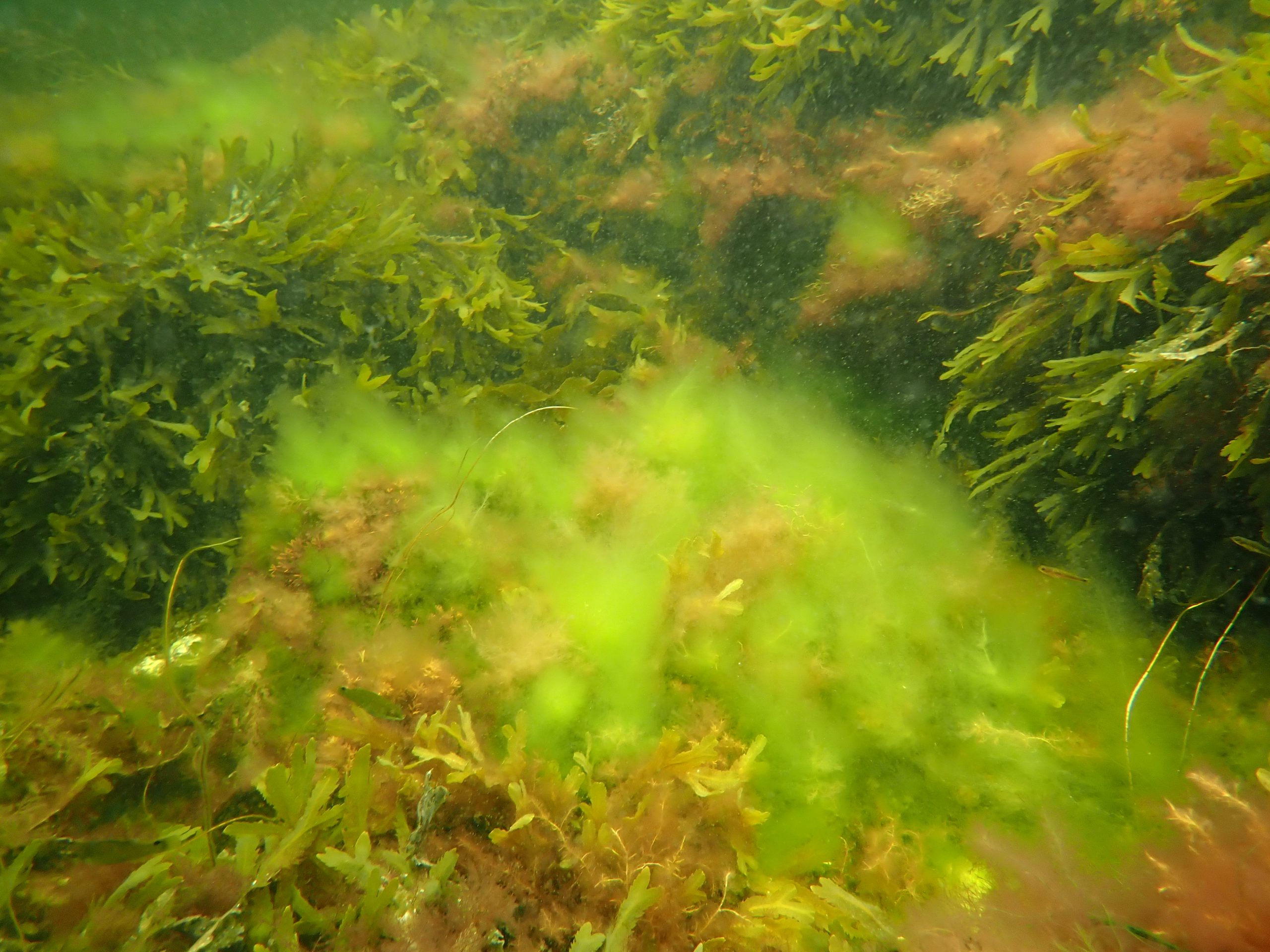 Redningen av Oslofjorden: Nesten halvparten har liten tillit til politikerne